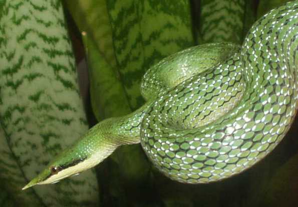 Rhynchophis boulengeri 6.jpg