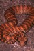 Acanthophis pyrrhus4.jpg